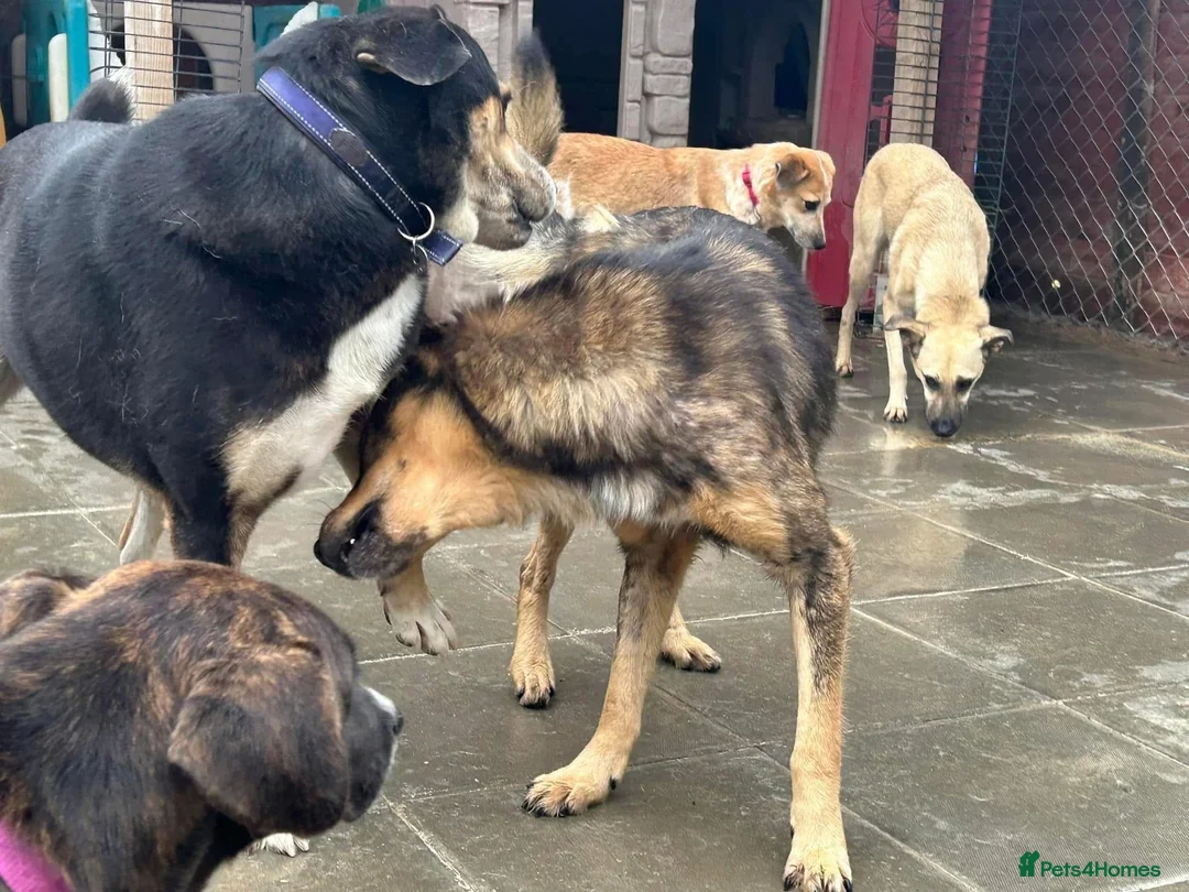 Mixed Breed dogs for adoption: Hovis - Norwich Norfolk  in Norwich - Advert 11