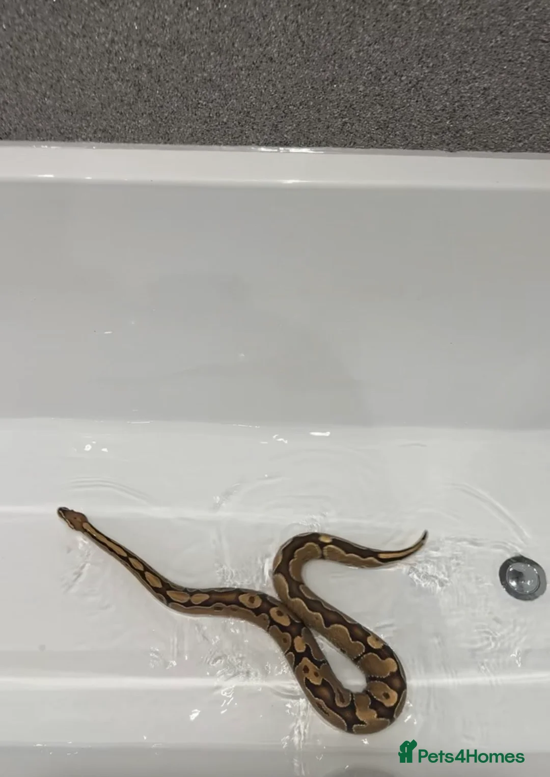 Python Snake reptiles for sale: Royal python with all enclosure and lights - Advert 2