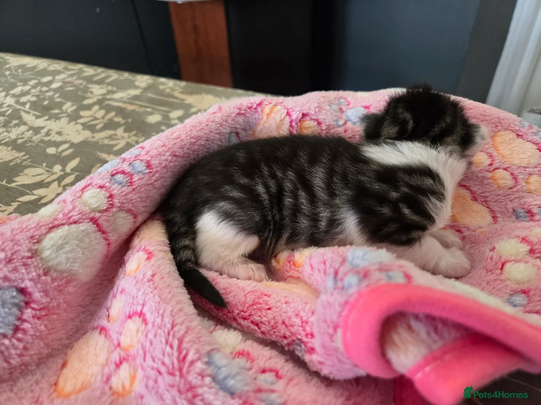 Mixed Breed cats for sale: 4 beautiful kittens 2 males & 2 females  - Advert 6