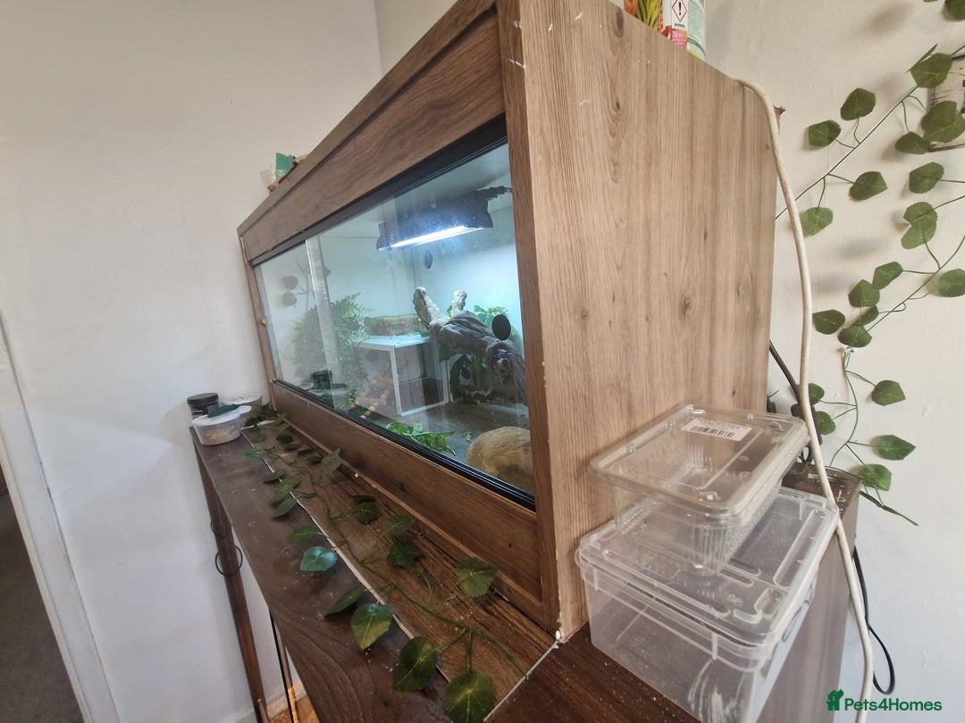 Bearded Dragon reptiles for sale: Hypo trans young bearded dragon and full set up - Image 2
