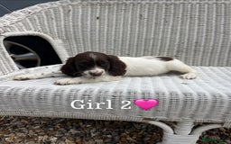 English Springer Spaniel dogs for sale: English springer spaniel puppies for sale - Image 3