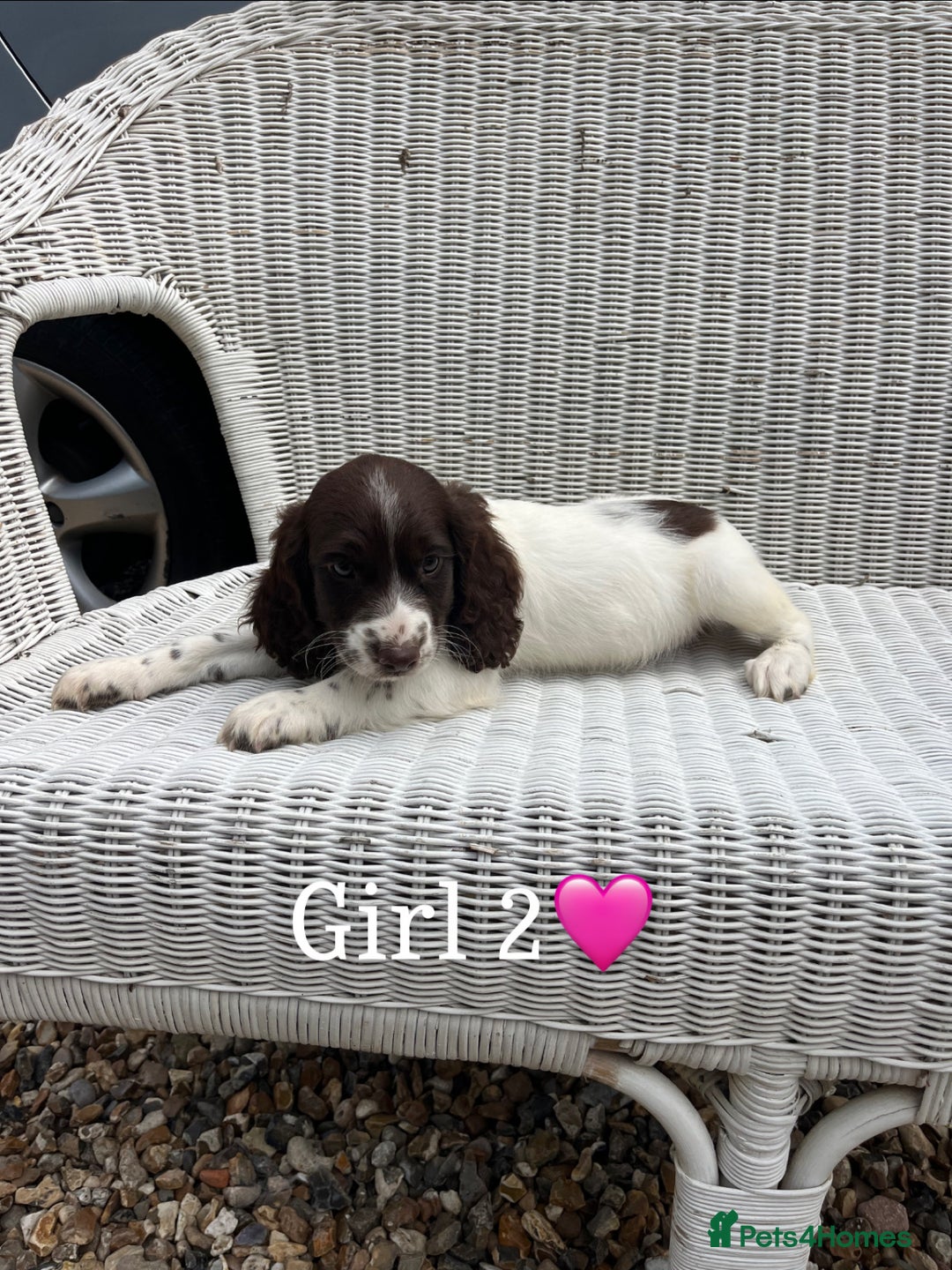 English Springer Spaniel dogs for sale: English springer spaniel puppies for sale - Image 3