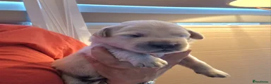 Golden Retriever 3