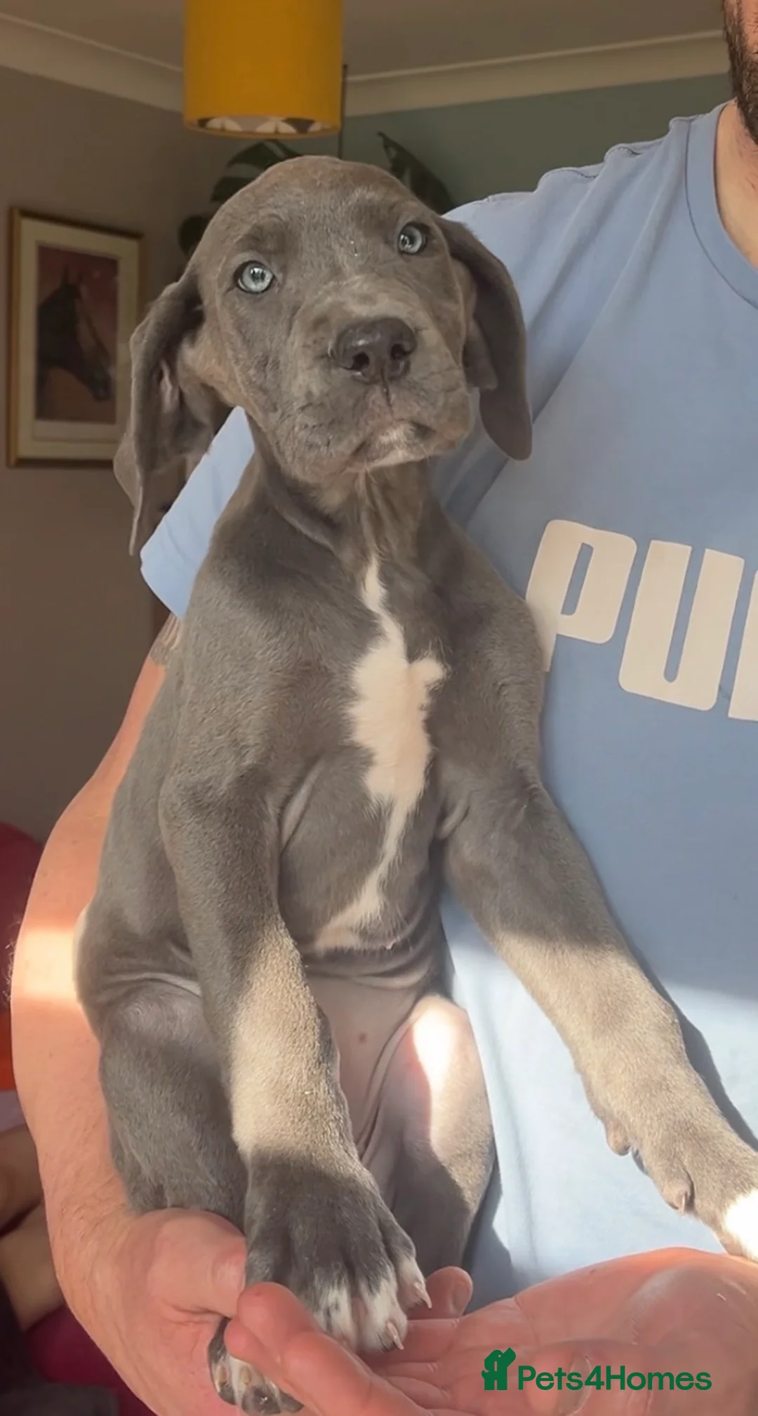 Great Dane dogs for sale: Kc reg health tested Great Dane pups - Advert 2