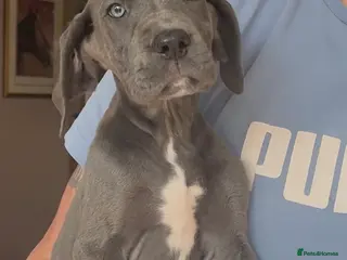 Great Dane dogs Offers on black Kc reg health tested Dane pups - Advert 2