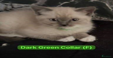 Ragdoll cats - Advert 16