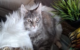 Maine Coon cats for sale: MAINE COON XL purebred registered active - Image 18