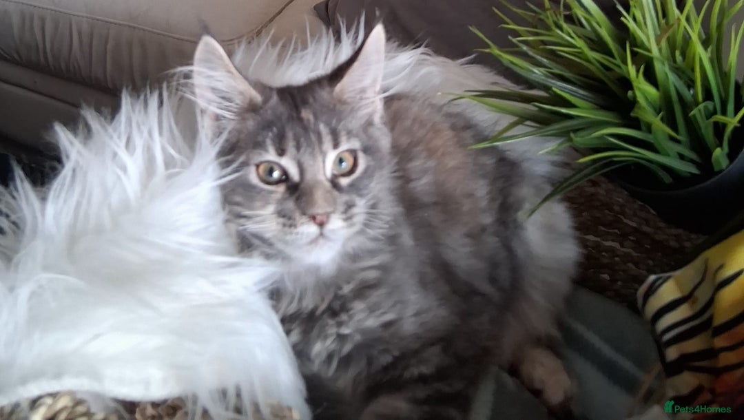 Maine Coon cats for sale: MAINE COON XL purebred registered active - Image 18