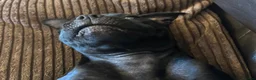 Staffordshire Bull Terrier dogs for sale: KC Registered Staffordshire Bull Terrier Pup - Advert 20