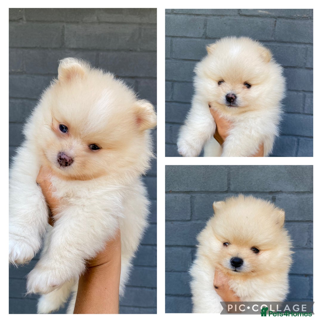 Puppy Japanese Spitz Fox White Japanese Spitz Puppy Home — Stock