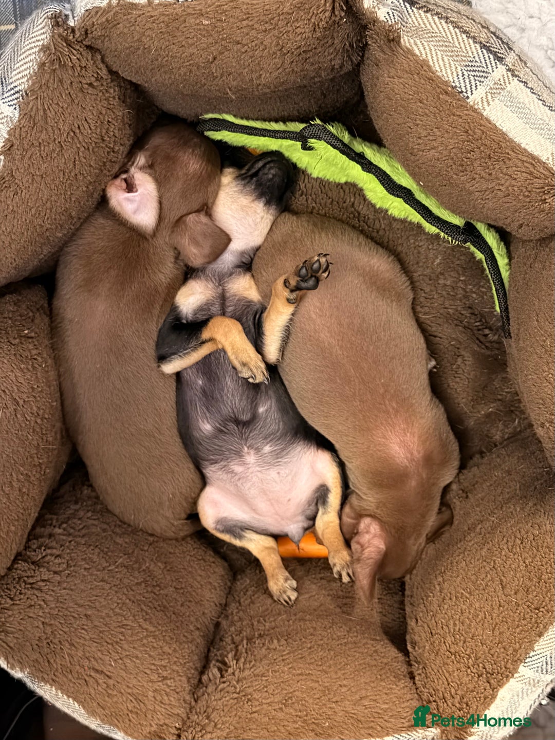 Russian Toy Terrier dogs for sale: Cutest little friend for life  - Advert 8