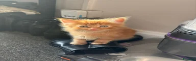 Domestic longhair ginger