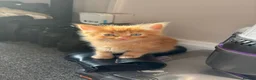 Domestic Shorthair cats for sale: Beautiful long hair kittens - Advert 5