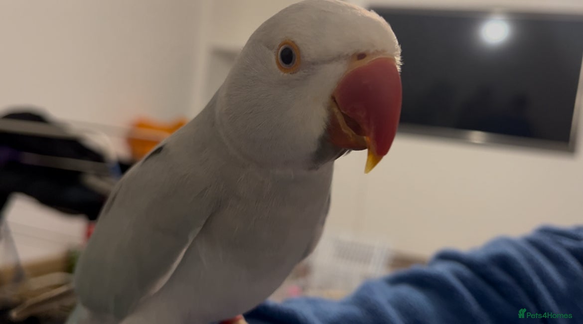 Ringnecks birds INDIAN RINGNECK PARROT + CAGE - Advert 6