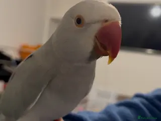 Ringnecks birds INDIAN RINGNECK PARROT + CAGE - Advert 6