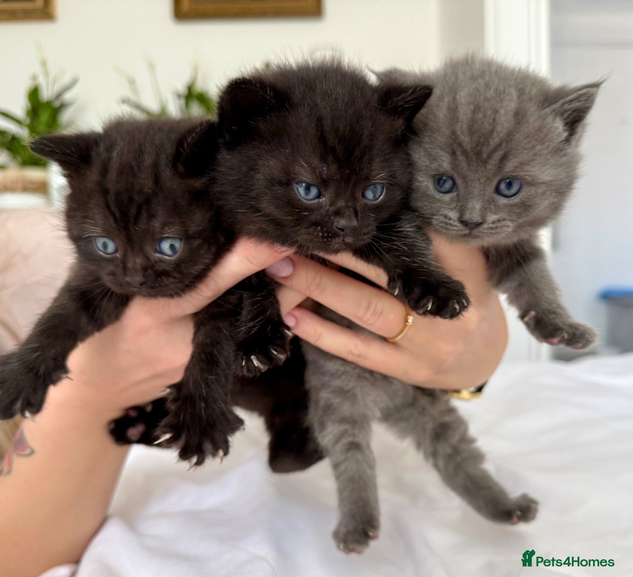 British Shorthair cats British Shorthair kittens  - Advert 1