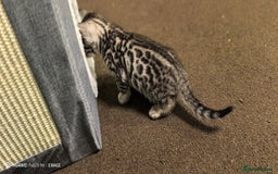 Bengal cats for sale: Sweet Bengal Kittens For Sale  - Image 19