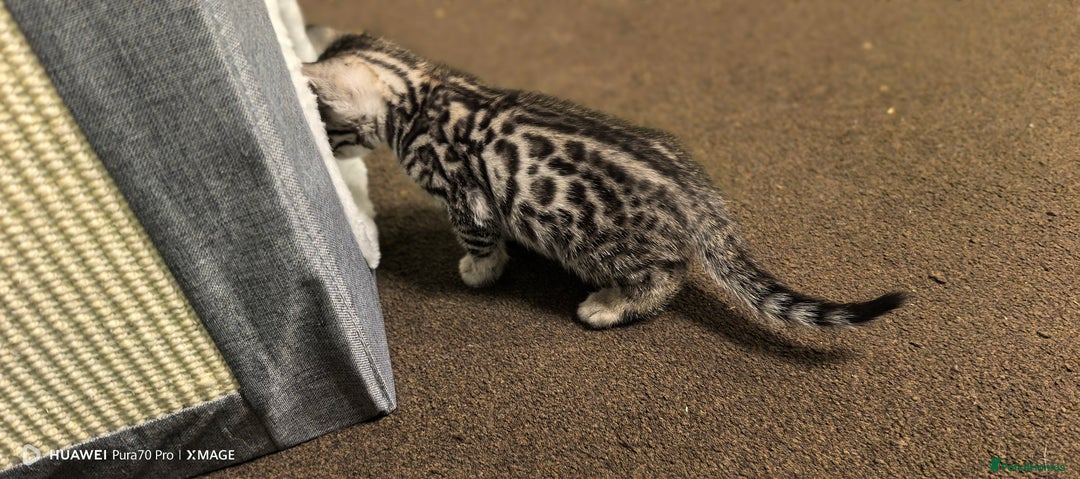 Bengal cats for sale: Sweet Bengal Kittens For Sale  - Image 19