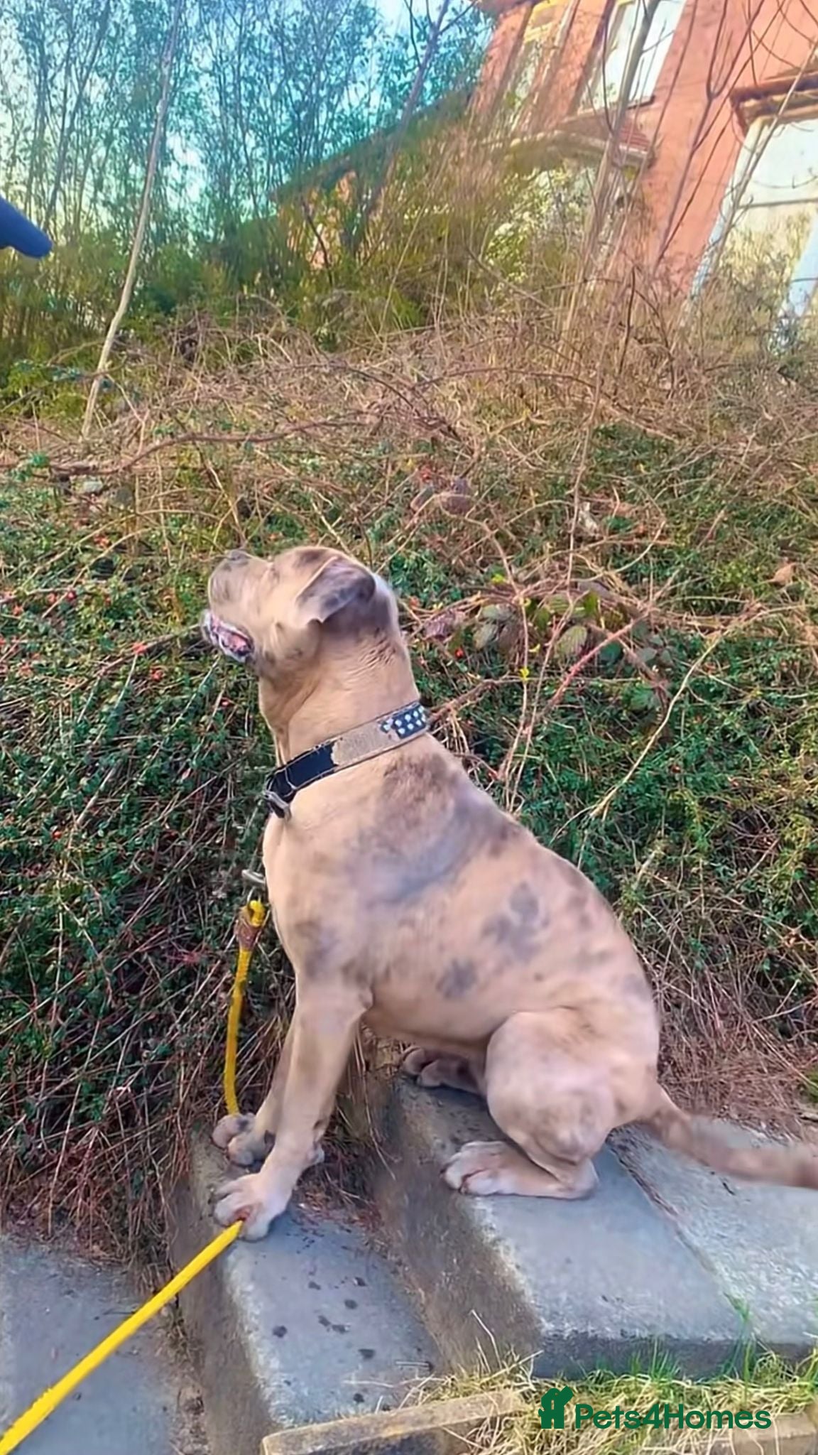 Cane Corso dogs for sale: Merle Cane Corso - Advert 2