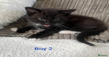 Mixed Breed cats - Advert 16