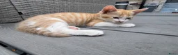 Mixed Breed cats for sale: White and ginger kittens  - Advert 5