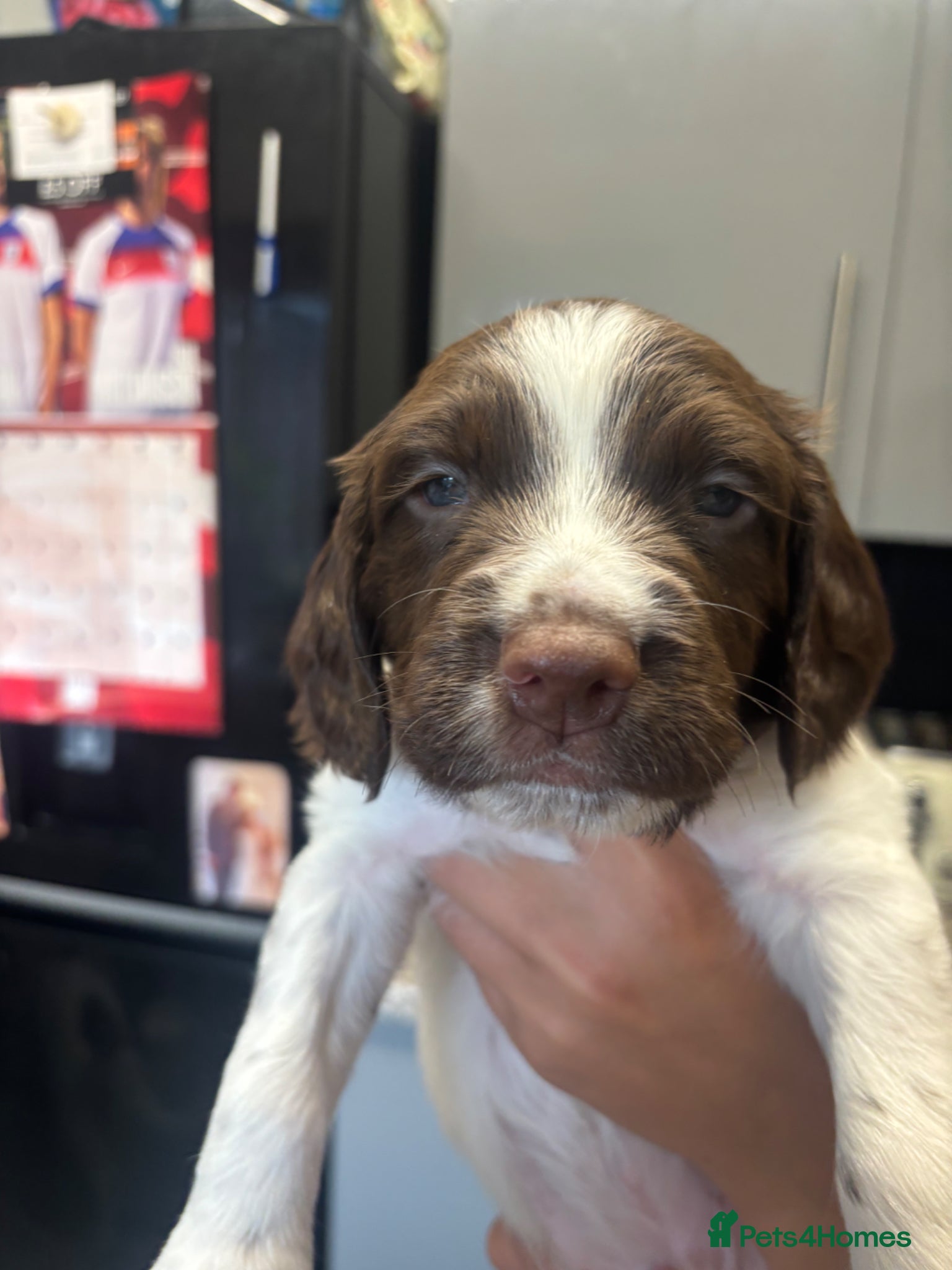 English Springer Spaniel dogs 1 boy and 1 girl left English Springer Spaniels - Advert 18