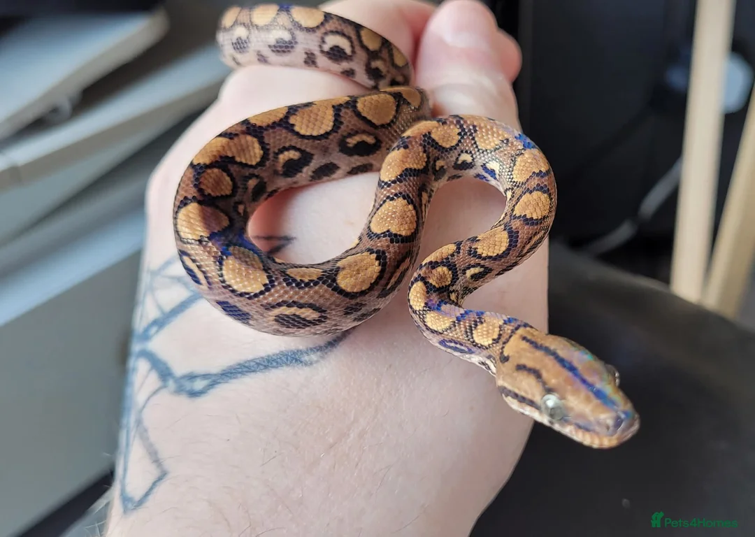 Corn Snake reptiles for sale: 4 x Snakes & Full Setups  - Advert 3