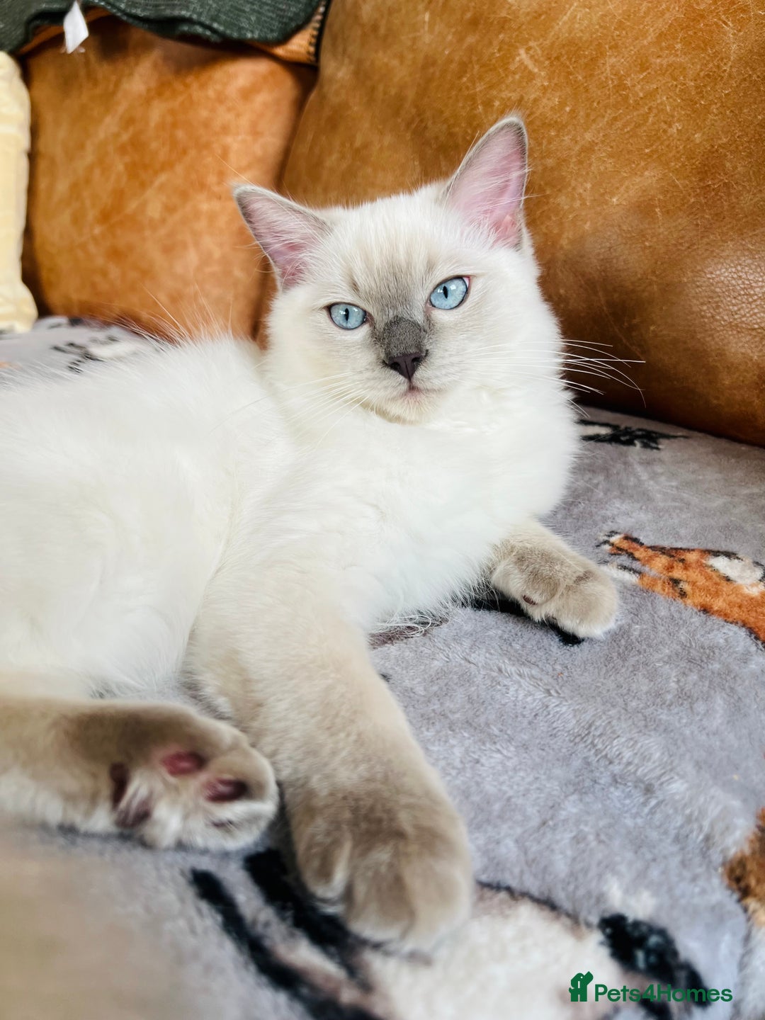 Ragdoll cats for sale: SILKY GCCF PEDIGREE RAGDOLL - Championline  in London - Image 34