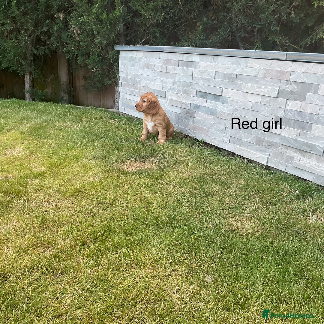 Cocker Spaniel dogs for sale: Hereditary clear Kc reg working Cocker spaniels - Image 7