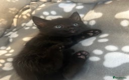 American Shorthair cats for sale: American short haired cross Norwegian forest cat - Image 11