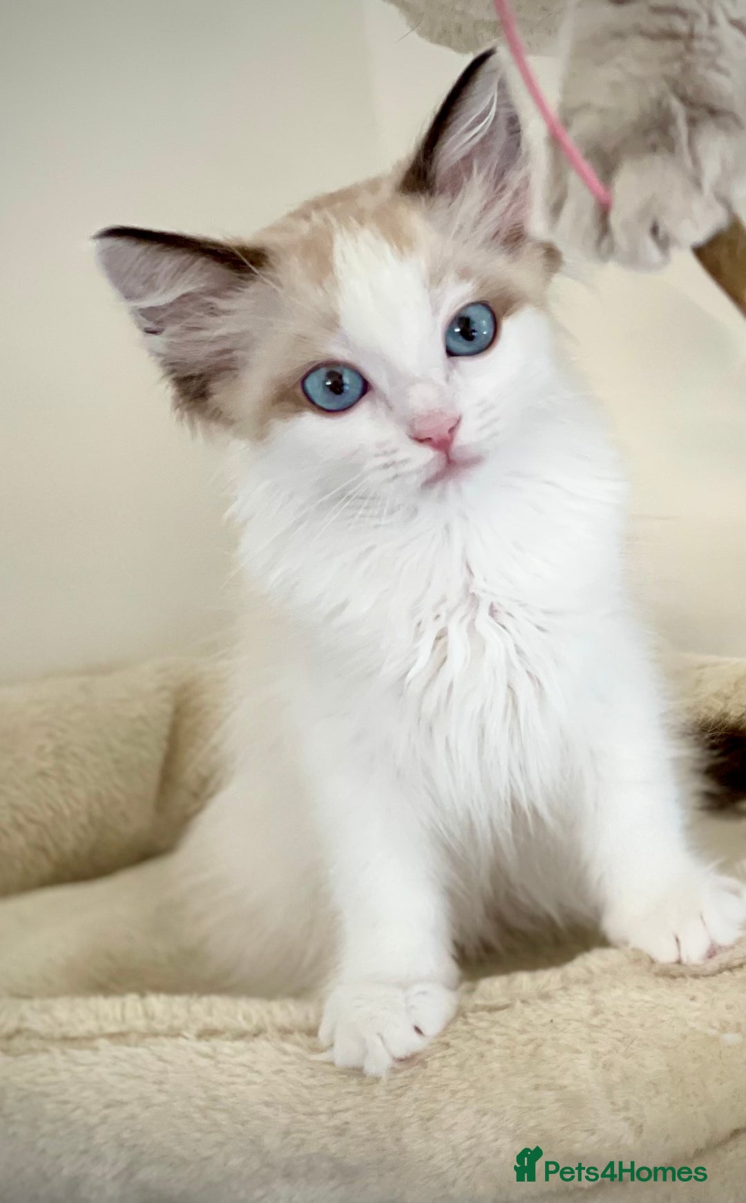 Ragdoll cats for sale: GCCF Champion Line Pedigree Ragdoll Kittens - Image 2