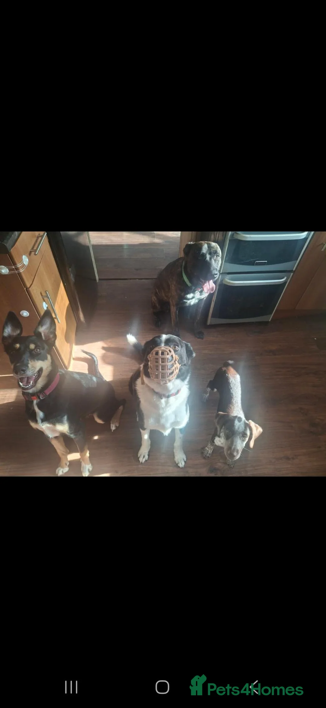 Border Collie dogs for sale: Murphy  in Swansea - Advert 22