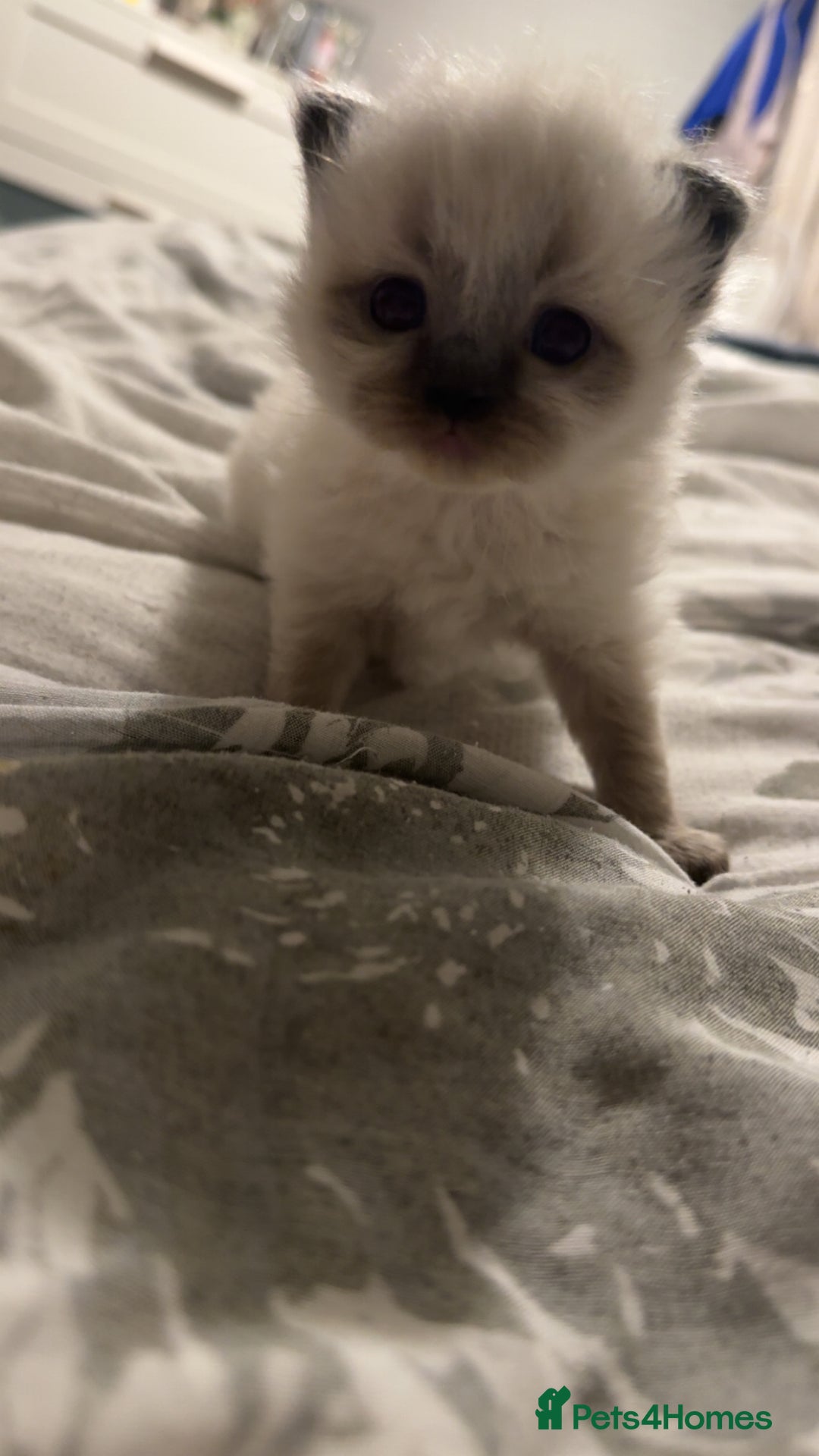 Ragdoll cats for sale: 5 beautiful ragdoll kittens - Advert 13