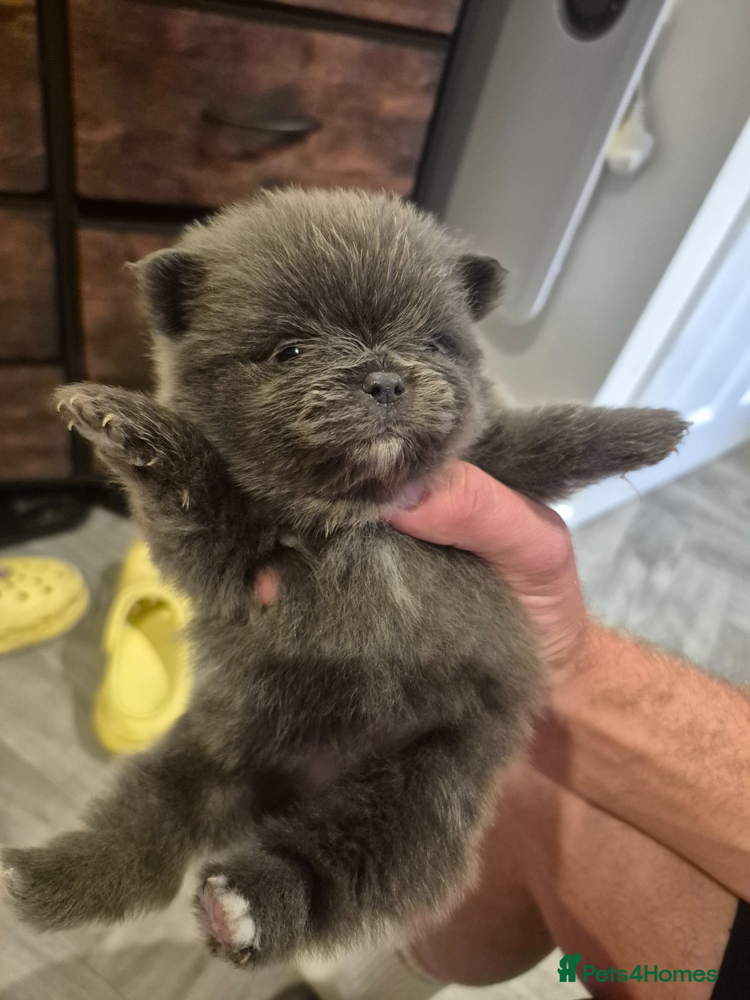 Pomeranian dogs for sale: Mini pomeranian puppies excel Russian bloodlines - Advert 3