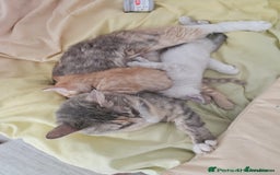 Maine Coon cats for sale: Beautiful kittens 😸  - Image 1