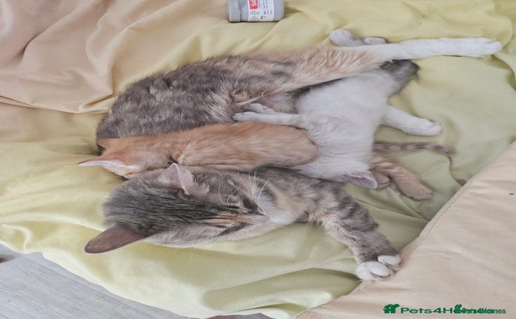 Maine Coon cats - Advert 2