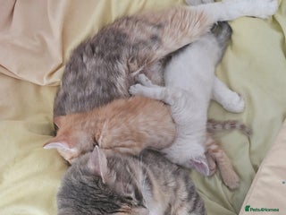 Maine Coon cats - Advert 31