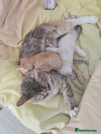 Maine Coon cats - Advert 3