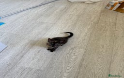 Mixed Breed cats for sale: 2 Babies Left! Waiting For Their Forever Home - Image 14