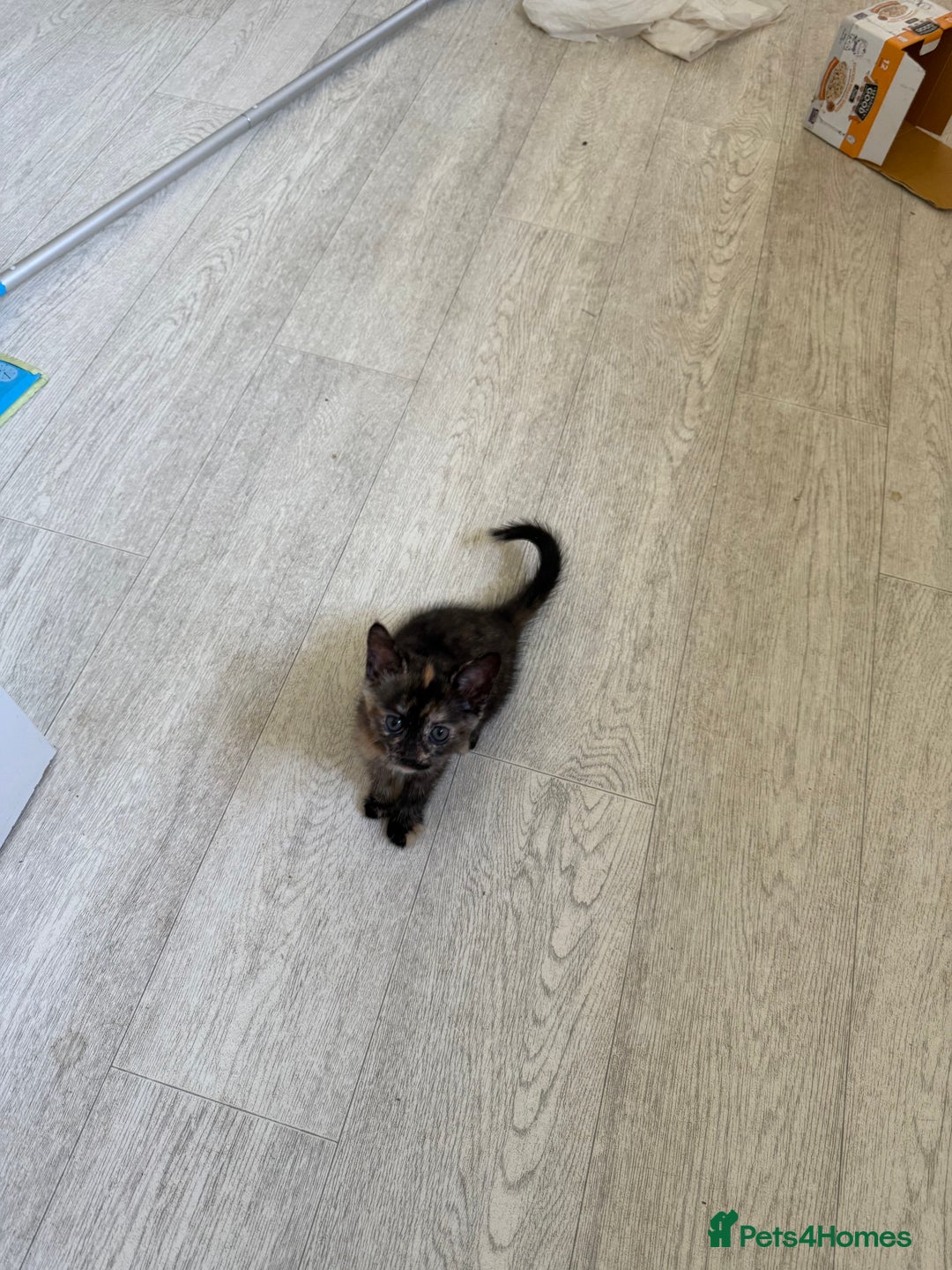 Mixed Breed cats for sale: 2 Babies Left! Waiting For Their Forever Home - Image 14