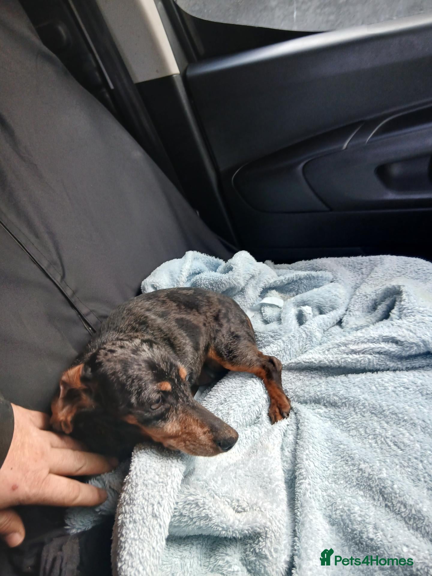 Dachshund dogs for sale: Beautiful dashhunds - Advert 1