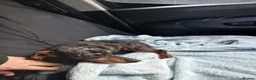 Dachshund dogs for sale: Beautiful dashhunds - Advert 1