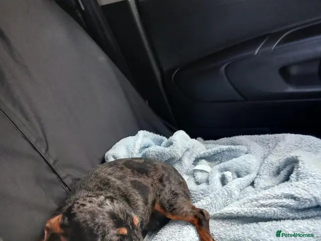 Dachshund dogs for sale: Beautiful dashhunds - Advert 1