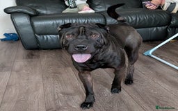 Shar Pei dogs for sale: Stripey (SHAR PEI) - Image 4