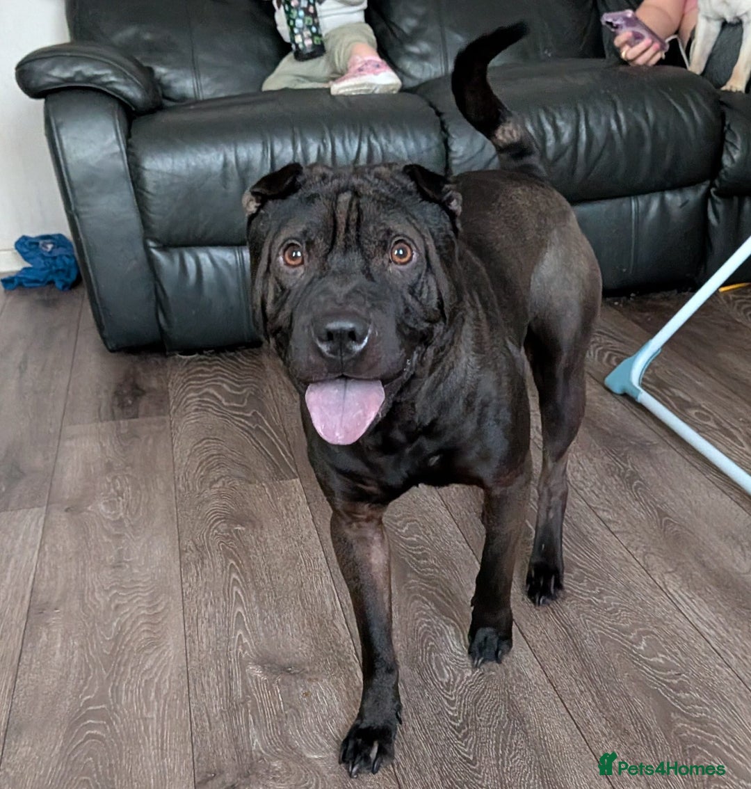 Shar Pei dogs for sale: Stripey (SHAR PEI) - Image 4