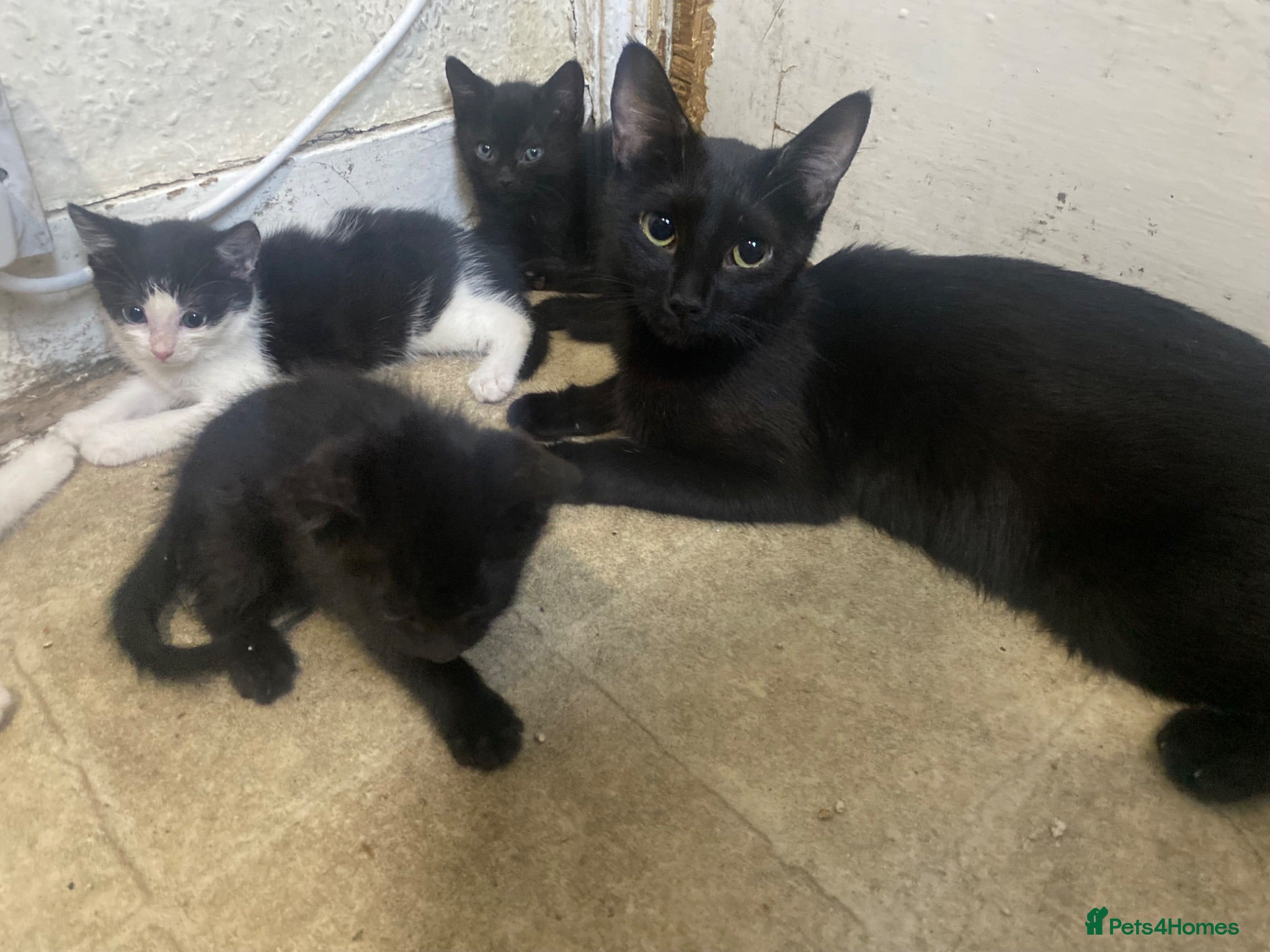 Mixed Breed cats Black&white kittens with black kittens - Advert 1