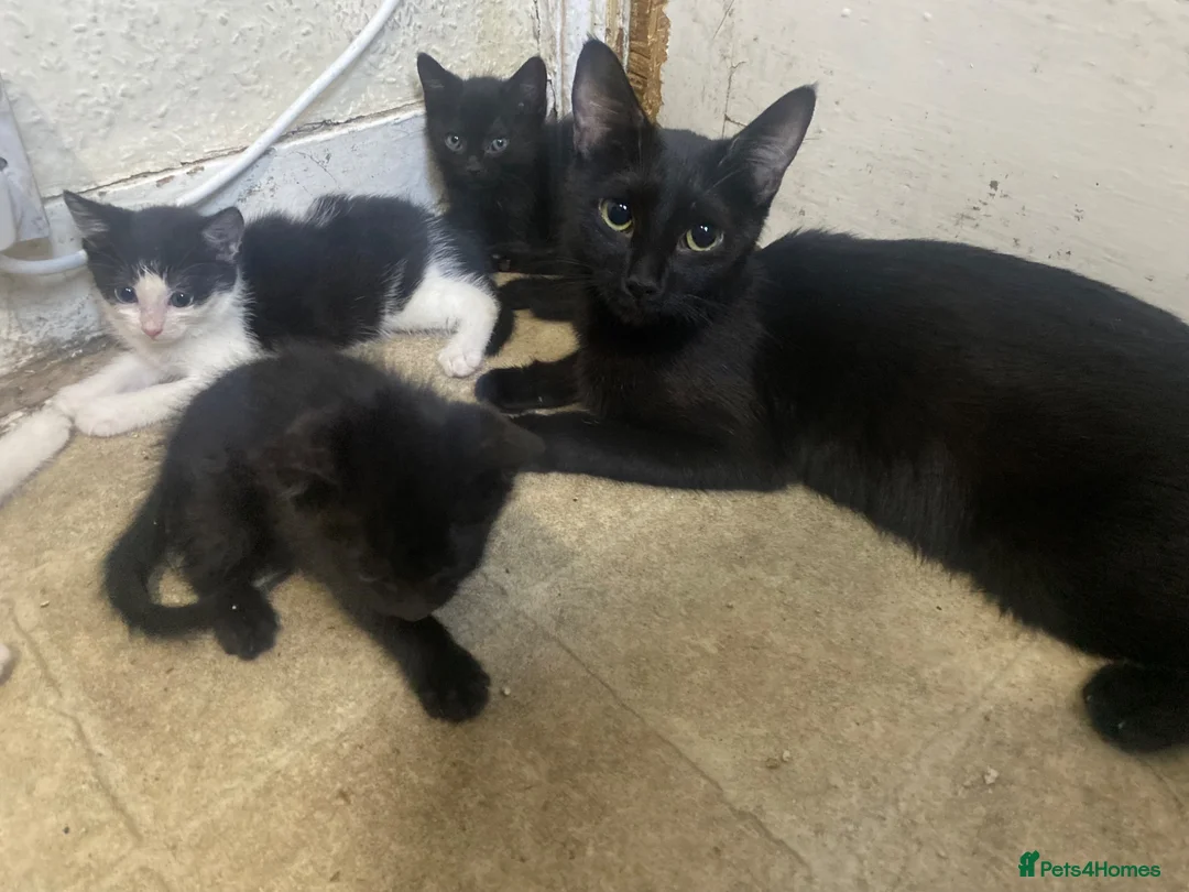 Mixed Breed cats for sale: Black&white kittens with black kittens in London - Advert 1