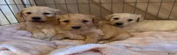 Goldendoodle dogs for sale: STUNNING GOLDEN DOODLES in Glasgow - Advert 5