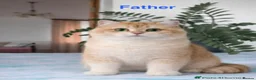 British Shorthair cats for sale: Premium Pedigree British Shorthair Golden Kittens - Advert 3