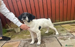 Mixed Breed dogs for sale: LAST PUPPY ❤️ - Image 20